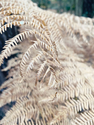 Cream Fern Black Ornate Wood Framed Art Print with Double Matting by Jane, Sarah