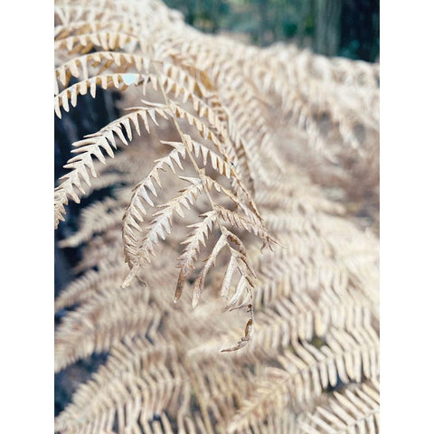 Cream Fern Black Modern Wood Framed Art Print by Jane, Sarah