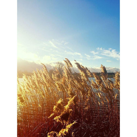 Beach Grass White Modern Wood Framed Art Print by Jane, Sarah
