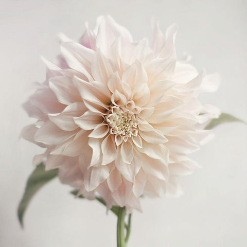 White Bloom From The Garden White Modern Wood Framed Art Print by Jane, Sarah