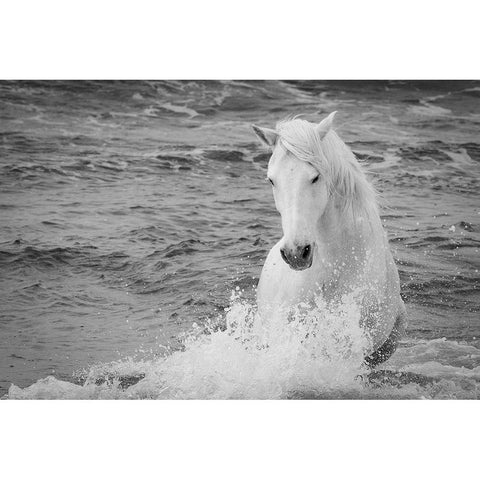 Coastal Horse White Modern Wood Framed Art Print by Walker, Carol