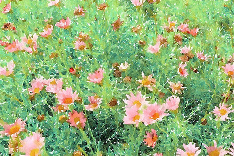Daisy Field II White Modern Wood Framed Art Print with Double Matting by Navas, Emily