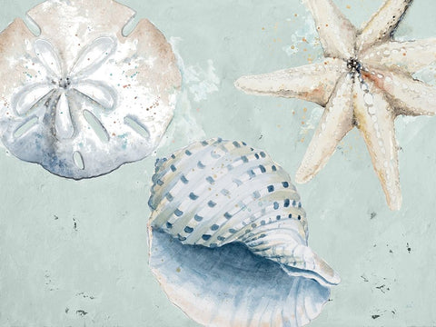 Sea Shells And Starfish White Modern Wood Framed Art Print with Double Matting by Pinto, Patricia