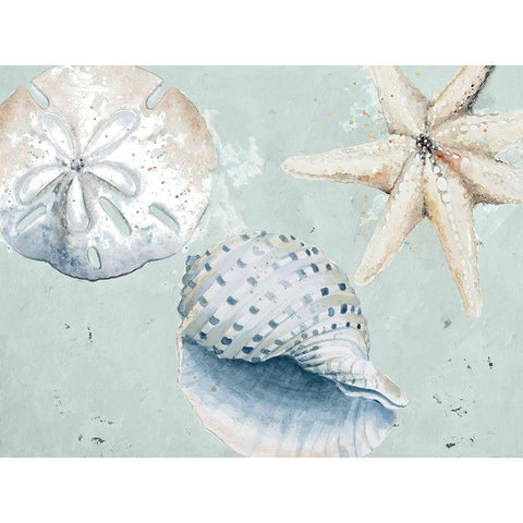 Sea Shells And Starfish Black Modern Wood Framed Art Print with Double Matting by Pinto, Patricia