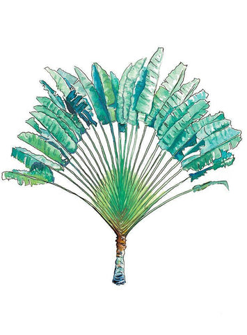 Travelers Palm White Modern Wood Framed Art Print with Double Matting by Pinto, Patricia