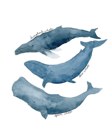 Whale Trio White Modern Wood Framed Art Print with Double Matting by Price, Lucille