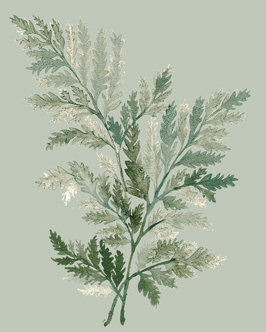 Tonal Green Ferns I White Modern Wood Framed Art Print with Double Matting by Medley, Elizabeth