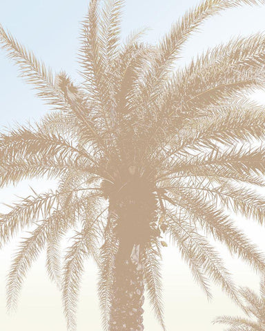 Tan Resting Palm White Modern Wood Framed Art Print with Double Matting by Meneely, Dan