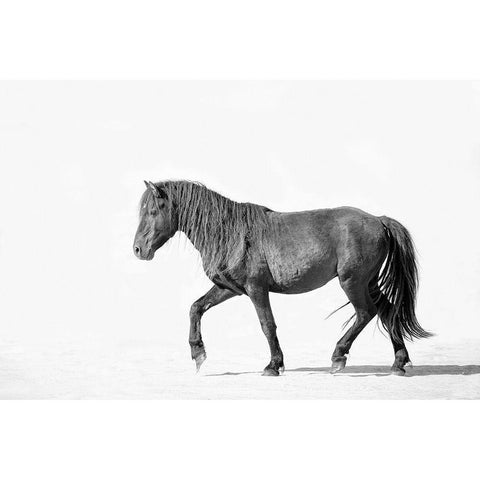 Black Horse White Modern Wood Framed Art Print by Walters, Jan