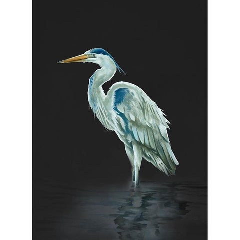 Garza Azul On Black Black Modern Wood Framed Art Print with Double Matting by Sheppard, Lucca