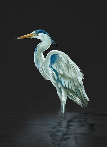 Garza Azul On Black White Modern Wood Framed Art Print with Double Matting by Sheppard, Lucca