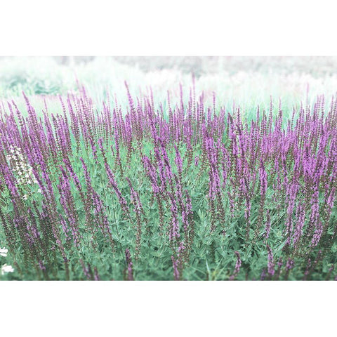 Lavender Garden Gold Ornate Wood Framed Art Print with Double Matting by Meneely, Dan
