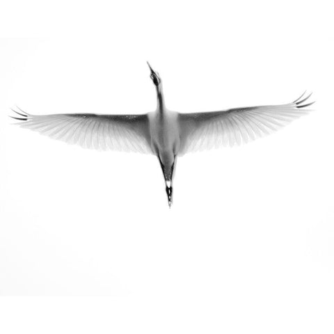 In Flight Gold Ornate Wood Framed Art Print with Double Matting by Bill Carson Photography