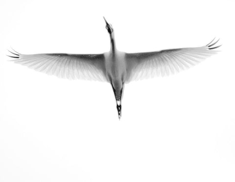 In Flight Black Ornate Wood Framed Art Print with Double Matting by Bill Carson Photography