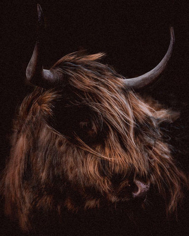 Moody Cow Black Ornate Wood Framed Art Print with Double Matting by Meneely, Dan