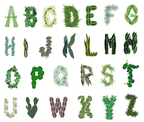 Plant Alphabet Black Ornate Wood Framed Art Print with Double Matting by Bucheli, Jen