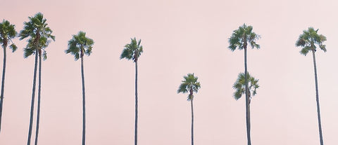 West Coast Palms Sunset White Modern Wood Framed Art Print with Double Matting by Myers, Amelia