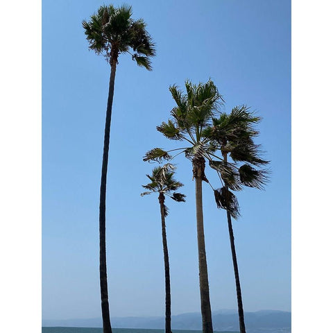 Tall Palms Gold Ornate Wood Framed Art Print with Double Matting by Myers, Amelia