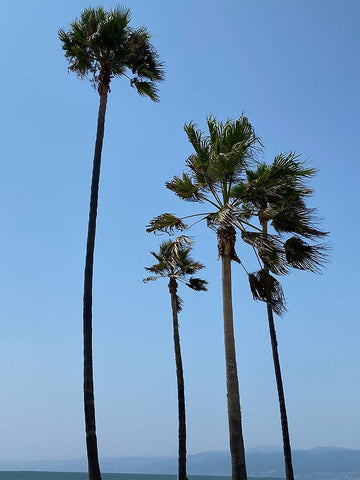 Tall Palms Black Ornate Wood Framed Art Print with Double Matting by Myers, Amelia