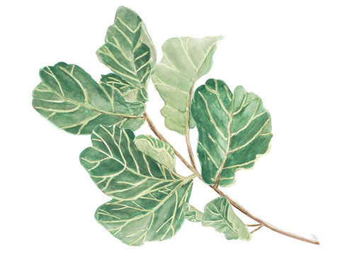 Fiddle Fig Leaf II White Modern Wood Framed Art Print with Double Matting by Pinto, Patricia