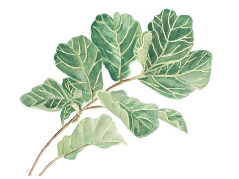 Fiddle Fig Leaf I Black Ornate Wood Framed Art Print with Double Matting by Pinto, Patricia