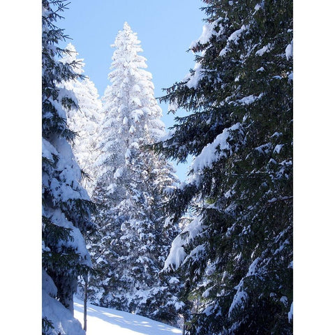 Frosted Tree Black Modern Wood Framed Art Print by Hyler, JB