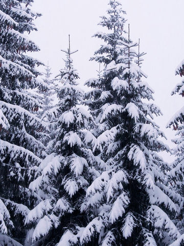 Snowy Evergreen White Modern Wood Framed Art Print with Double Matting by Hyler, JB