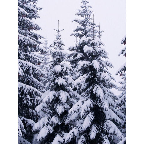 Snowy Evergreen Black Modern Wood Framed Art Print by Hyler, JB