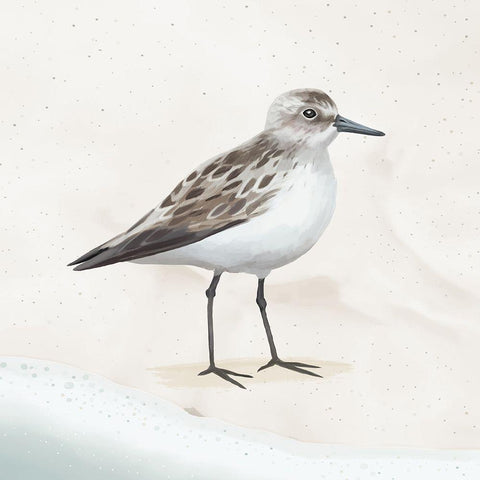 Sandpiper on the Beach I White Modern Wood Framed Art Print by Sheppard, Lucca