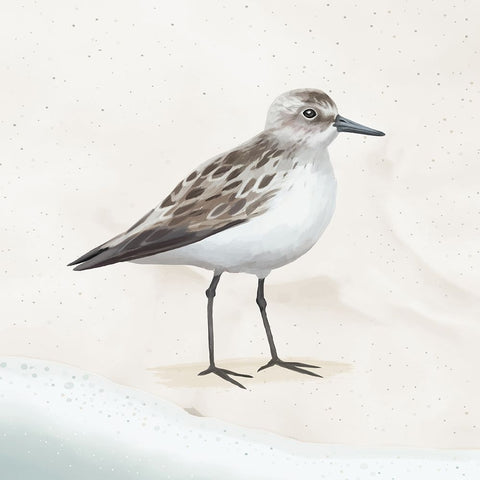 Sandpiper on the Beach I White Modern Wood Framed Art Print with Double Matting by Sheppard, Lucca
