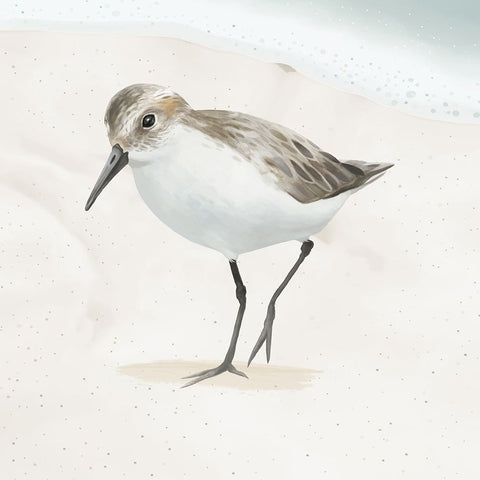 Sandpiper on the Beach II Black Ornate Wood Framed Art Print with Double Matting by Sheppard, Lucca