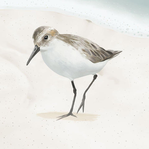 Sandpiper on the Beach II Black Modern Wood Framed Art Print by Sheppard, Lucca