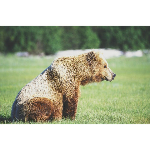 Gazing Bear Black Modern Wood Framed Art Print with Double Matting by Walker, Carol