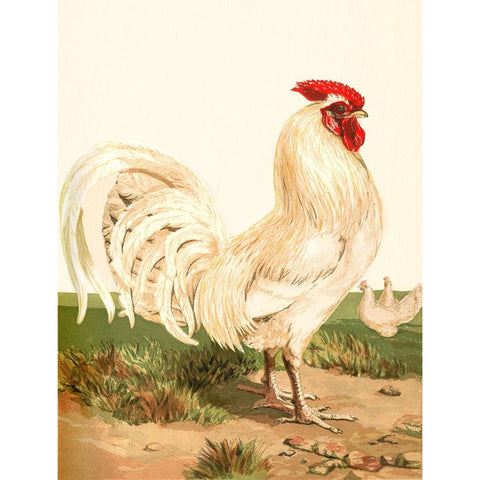 Hen Black Modern Wood Framed Art Print with Double Matting by Piddix