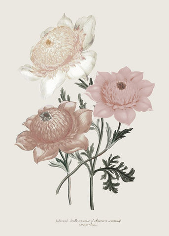 Anemone Coronaria I White Modern Wood Framed Art Print with Double Matting by Piddix