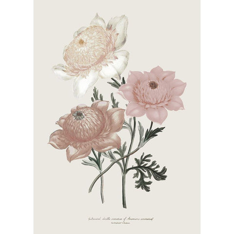 Anemone Coronaria I Black Modern Wood Framed Art Print by Piddix