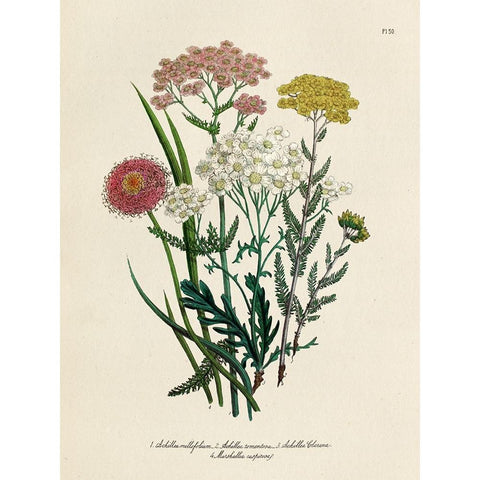 Vintage Flowers II Gold Ornate Wood Framed Art Print with Double Matting by Piddix