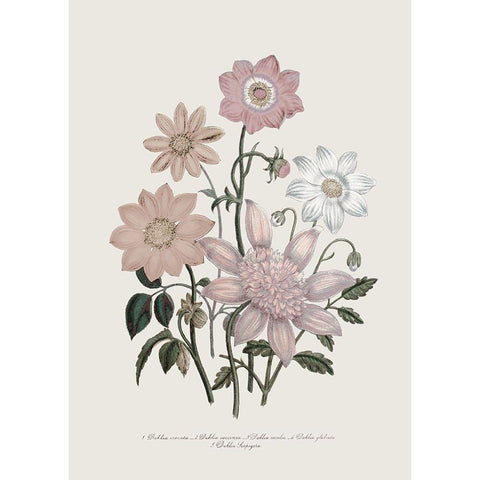 Anemone Coronaria II Gold Ornate Wood Framed Art Print with Double Matting by Piddix