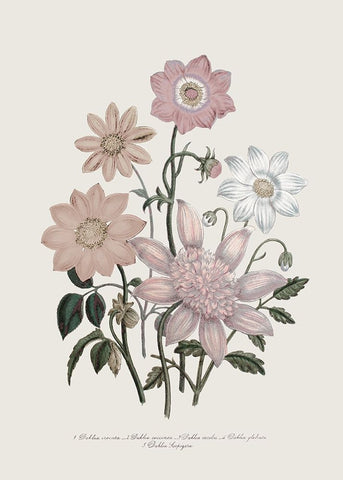 Anemone Coronaria II White Modern Wood Framed Art Print with Double Matting by Piddix