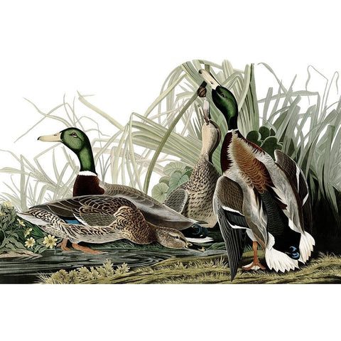 Duck Days White Modern Wood Framed Art Print by Piddix