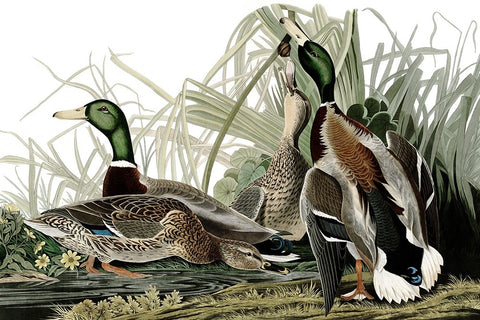 Duck Days White Modern Wood Framed Art Print with Double Matting by Piddix