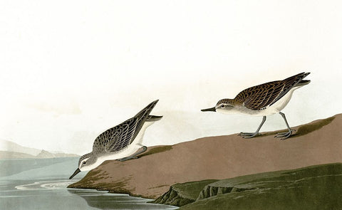 Ducks Heading For A Swim Black Ornate Wood Framed Art Print with Double Matting by Piddix