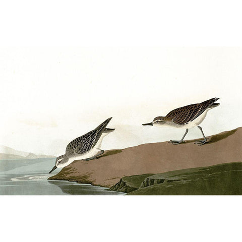 Ducks Heading For A Swim Black Modern Wood Framed Art Print with Double Matting by Piddix