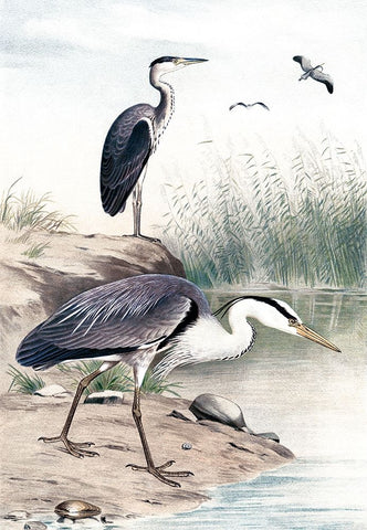 Along the Shores I Black Ornate Wood Framed Art Print with Double Matting by Piddix