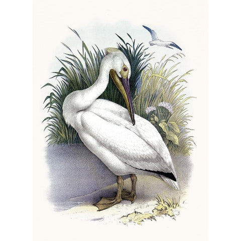 American White Pelican Black Modern Wood Framed Art Print with Double Matting by Piddix