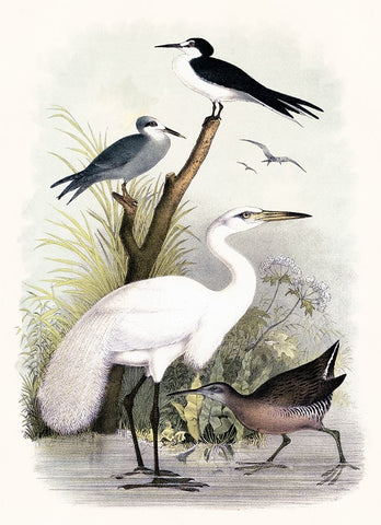 Little Egret and Friends White Modern Wood Framed Art Print with Double Matting by Piddix