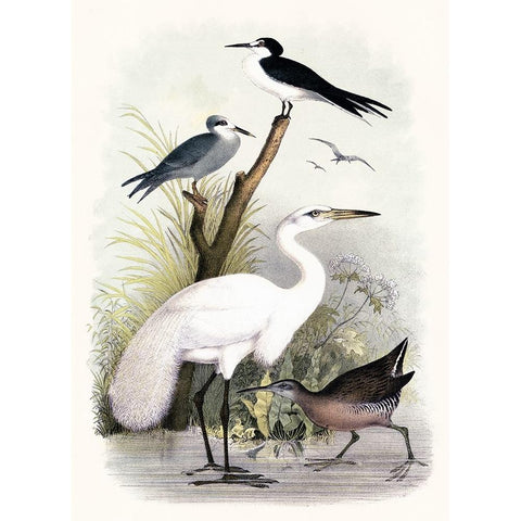 Little Egret and Friends Black Modern Wood Framed Art Print by Piddix