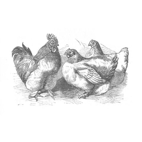 Chickens Sketch Black Modern Wood Framed Art Print with Double Matting by Piddix