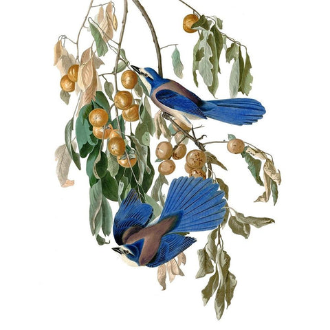 Florida Blue Jay Black Modern Wood Framed Art Print by Piddix