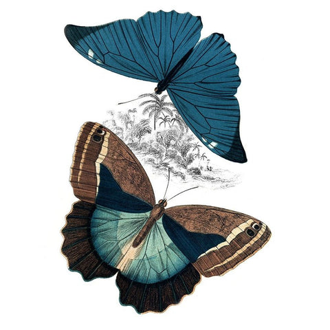 Butterfly Study II Gold Ornate Wood Framed Art Print with Double Matting by Piddix